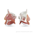 Larynx Medical Model Human Nasal Cavity Structure Model Manufactory